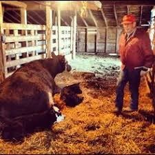 Bred Heifers & Cows